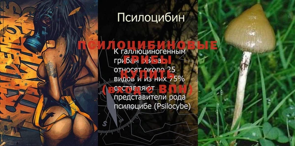 ПСИЛОЦИБИНОВЫЕ ГРИБЫ Козловка
